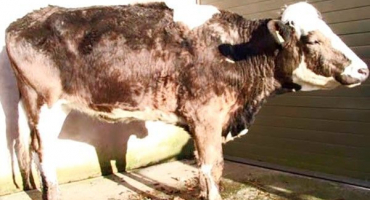 Proč tele vypadává srst??